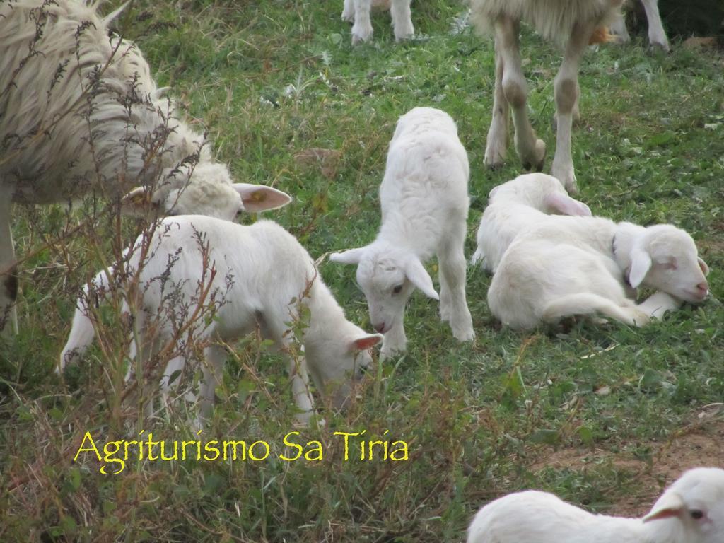 Agriturismo Sa Tiria Teulada Kültér fotó